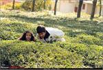 e_tea garden palampur